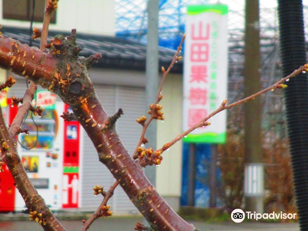 Yamada Orchard Attraction Reviews Yamada Orchard Tickets Yamada Orchard Discounts Yamada Orchard Transportation Address Opening Hours Attractions Hotels And Food Near Yamada Orchard Trip Com Yamada Orchard Attraction Reviews Yamada Orchard Tickets Yamada Orchard Discounts Yamada Orchard Transportation Address Opening Hours Attractions Hotels And Food Near Yamada Orchard Trip Com