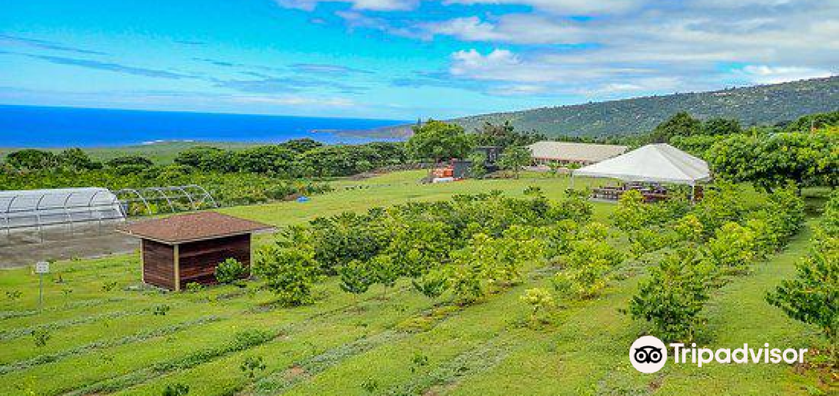 กิจกรรมน่าทำยอดนิยมในHonaunauประจำปี 2023 คู่มือท่องเที่ยวHonaunau