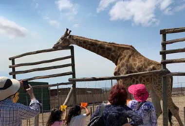Cape Town Ostrich Ranch รูปภาพAttractionsยอดนิยม