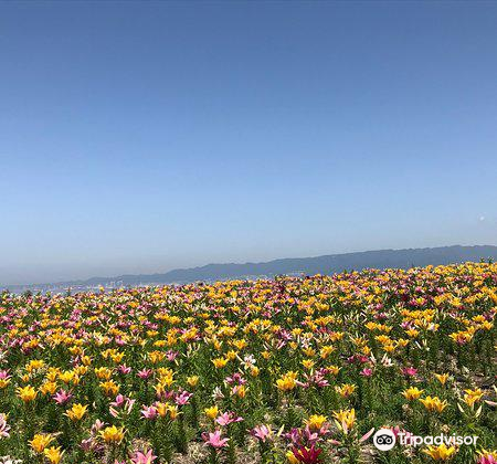 大阪舞洲百合園旅遊攻略指南 大阪舞洲百合園評論 大阪舞洲百合園附近推薦 Trip Com