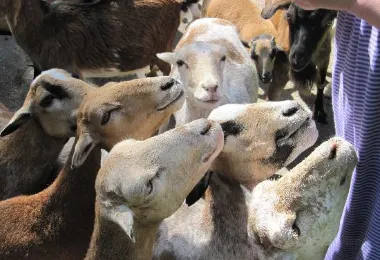 Bretten Tierpark รูปภาพAttractionsยอดนิยม