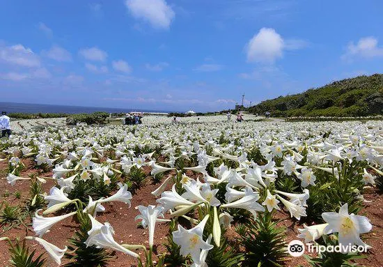 伊江島 リリーフィールド公園 評判 案内 トリップドットコム