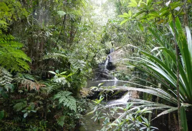 Cola-I-Suva森林公園 熱門景點照片