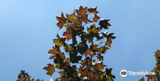 中央植物園旅遊攻略指南 中央植物園評價 中央植物園附近推薦 Trip Com
