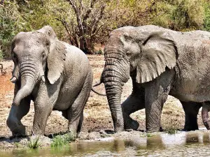 Zakouma National Park