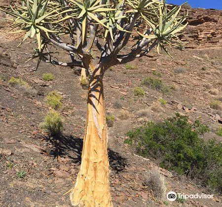 Quiver Tree Forest2