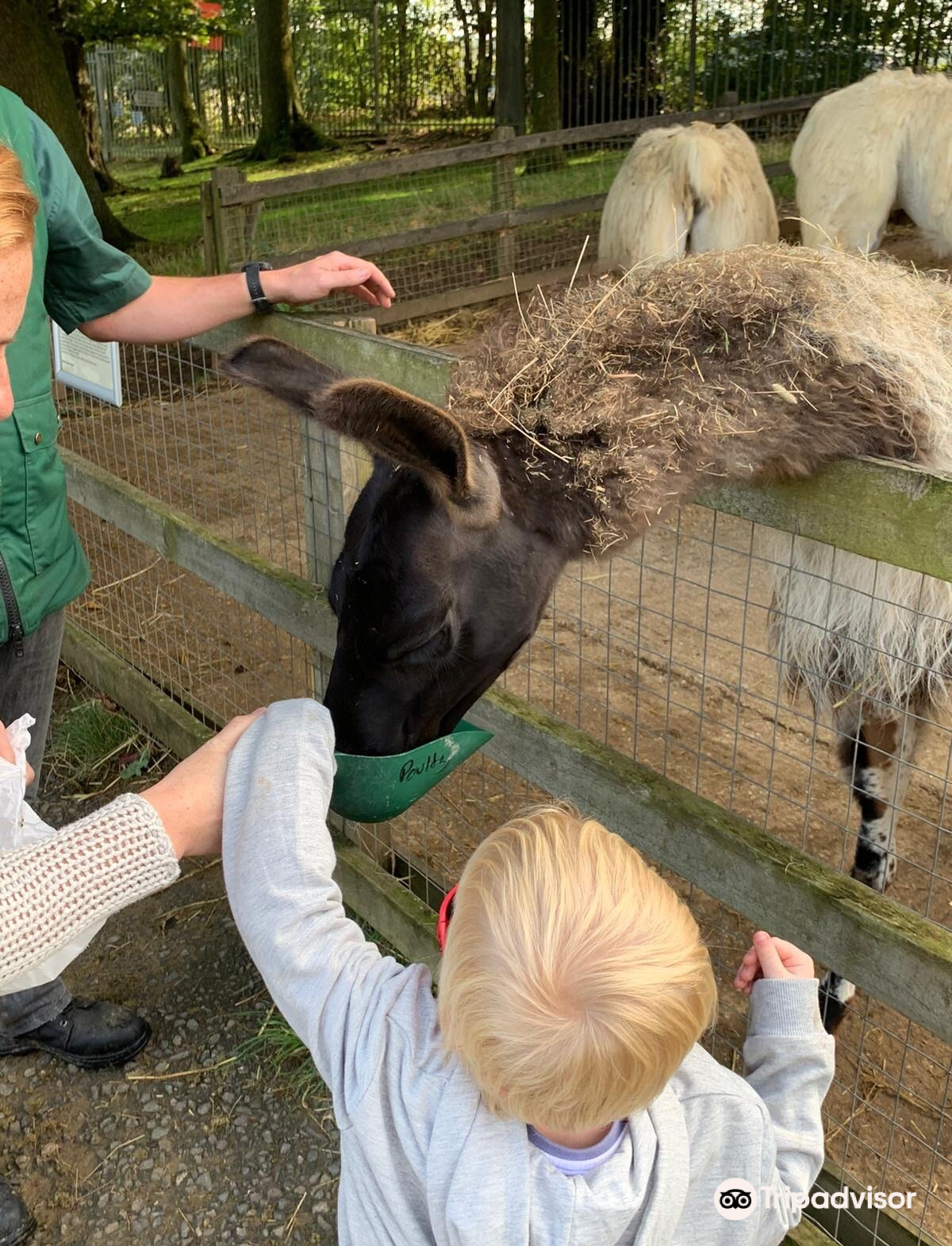 Woodside Animal Farm attraction reviews - Woodside Animal Farm tickets - Woodside Animal Farm discounts - Woodside Animal Farm transportation, address, opening hours - attractions, hotels, and food near Woodside Animal Farm - Woodside Animal Farm attraction reviews - Woodside Animal Farm tickets - Woodside Animal Farm discounts - Woodside Animal Farm transportation, address, opening hours - attractions, hotels, and food near Woodside Animal Farm -