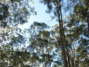 博拉納普考裡樹森林