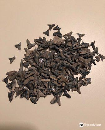 Aurora Fossil Museum Travel Guidebook Must Visit Attractions In Chocowinity Aurora Fossil Museum Nearby Recommendation Trip Com