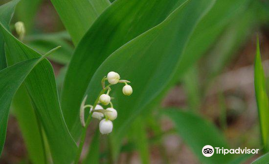 芦川町すずらん群生地のレビュー 芦川町すずらん群生地のチケット 芦川町すずらん群生地の割引 芦川町すずらん群生地の交通機関 所在地 営業時間 芦川町すずらん群生地周辺の観光スポット ホテル グルメ Trip Com