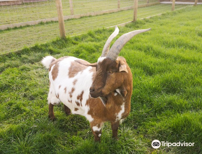Filey Bird Garden and Animal Park attraction reviews - Filey Bird Garden and Animal Park tickets - Filey Bird Garden and Animal Park discounts - Filey Bird Garden and Animal Park transportation, Filey Bird Garden and Animal Park attraction reviews - Filey Bird Garden and Animal Park tickets - Filey Bird Garden and Animal Park discounts - Filey Bird Garden and Animal Park transportation,