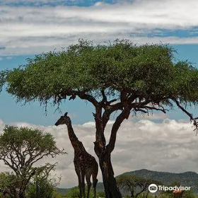 Ol Kinyei Conservancy