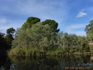 St. Peters Billabong