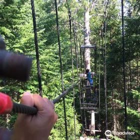 TreeGO - Moncton