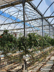 Ricardoes Tomatoes and U-Pick Strawberry Farm