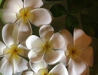 Jasmine Spa Popular Attractions Photos
