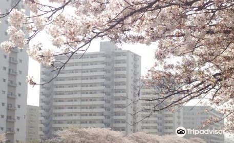 Cherry Blossum along Kashio River