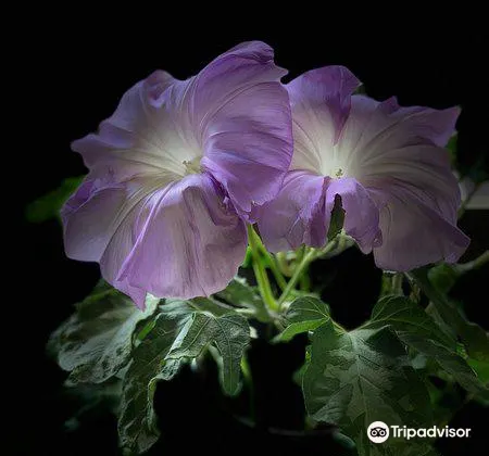 佐倉 くらしの植物苑 評判 案内 トリップドットコム