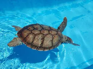 Open Sea Turtle Museum