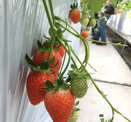 Strawberry Farm Ike3