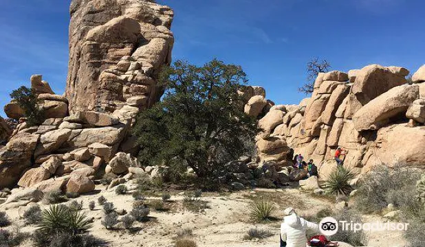 絶対に行くべきジョシュア ツリー国立公園の観光スポット トリップドットコム