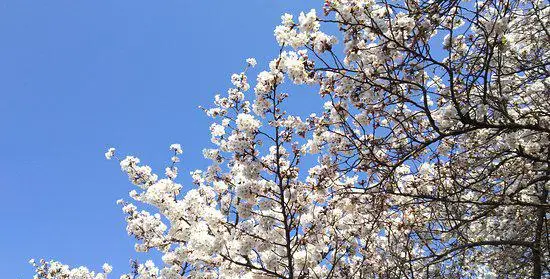 22相模原市自由行 相模原市旅遊攻略 熱門推薦相模原市景點門票 飯店與必吃美食 Trip Com