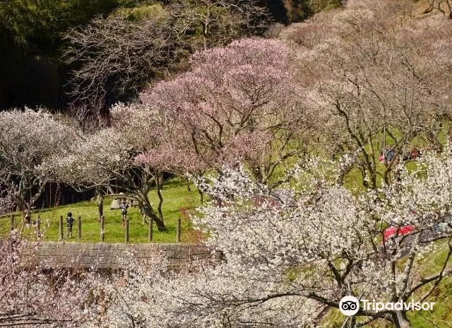 北九州 三岳梅林公園 評判 案内 トリップドットコム