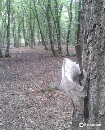 Hoia Baciu Forest Travel Guidebook Must Visit Attractions In Cluj Napoca Hoia Baciu Forest Nearby Recommendation Trip Com Hoia Baciu Forest Travel Guidebook Must Visit Attractions In Cluj Napoca Hoia Baciu Forest Nearby Recommendation Trip Com