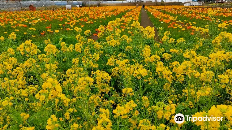 ポピーの里館山ファミリーパークのレビュー ポピーの里館山ファミリーパークのチケット ポピーの里館山ファミリーパークの割引 ポピーの 里館山ファミリーパークの交通機関 所在地 営業時間 ポピーの里館山ファミリーパーク周辺の観光スポット ホテル グルメ