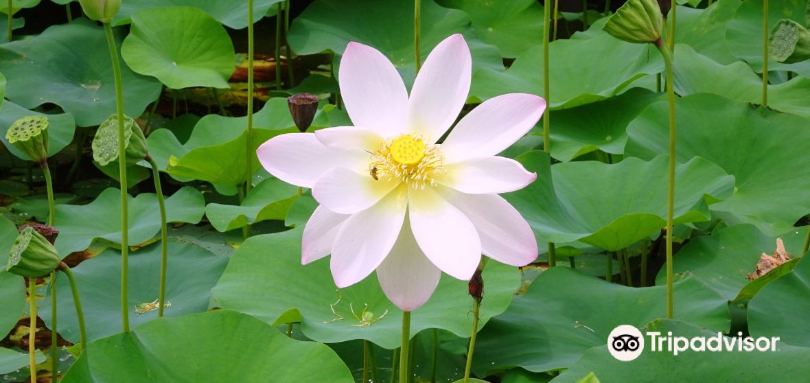 21御坊市旅遊攻略 御坊市好去處 御坊市觀光景點21 Trip Com