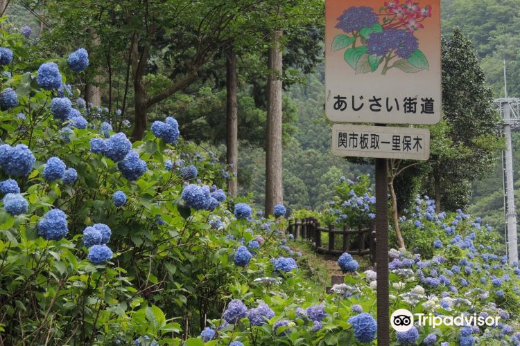 Ajisai Road Travel Guidebook Must Visit Attractions In Seki Ajisai Road Nearby Recommendation Trip Com