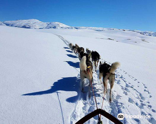 Senja Husky Adventure Travel Guidebook Must Visit Attractions In Tranoy Senja Husky Adventure Nearby Recommendation Trip Com