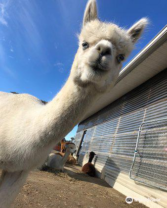 Northern Solstice Alpaca Farm Travel Guidebook Must Visit Attractions In Maine Northern Solstice Alpaca Farm Nearby Recommendation Trip Com