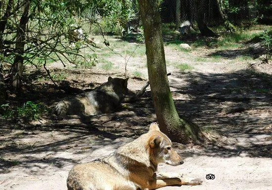 Garden Route Wolf Sanctuary2